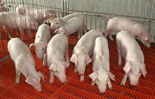 畜保保生物加盟教你养猪技术，进来了解下